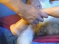 Doggie Anal 5 Gaybeast - Bestiality Porn Movie