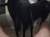 Doggie Licks Cum Gaybeast.Com - Bestiality Porn