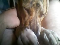 Doggie Suck Gaybeast.Com - Animal Sex Porn Video