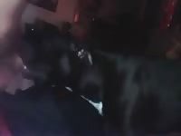 Doggy Deepthroat Gaybeast.Com - Animal Sex Porn