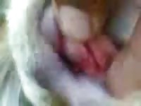 Doggy Style Gaybeast.Com - Animal Porn Tube