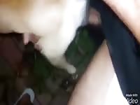 Dogs 1 Gaybeast - Beastiality XXX Sex