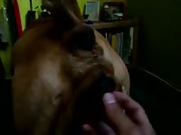 Dolka Y Yo Gaybeast - Bestiality Porn Tube