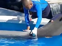 Dolphin Semencollection Gaybeast - Bestiality Sex Tube
