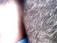 Dude Fucks Donkey Gaybeast.Com - Beastiality Porn Tube
