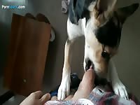 Eager Pooch Licks My Dick