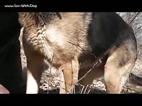 F 11 03 1 Pes1961 German Shepherd F 11 03 1