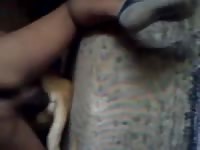 F K Woman 1 Gay Beast Com - Beastiality XXX Sex Video
