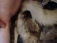 Fall Of Lust Gay Beast Com - Animal Porn Tube