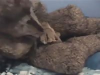 Fapping Werewolf Fursuit Gay Beast Com - Bestiality Sex Tube