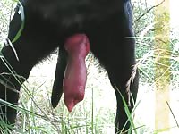 Fausty Black Lab Cumshots