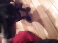 Female Dashaund Awaits Special Cream Gay Beast Com - Animal Porn
