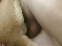 Female Dog Fuck 1 Gaybeast Rip - Animal Sex Movie