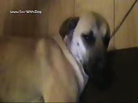 Female Dog Gets A Good Pounding Dog69er Nicepussy