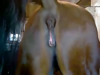 Female Horse Pee Gaybeast.Com - Beastiality Porn Tube