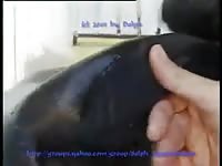 Female Seal Gaybeast - Bestiality Porn Tube
