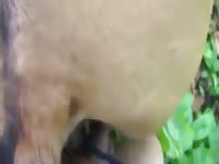Filly Fuck 2 1 Gaybeast - Animal Porn Movie