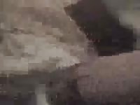 Finger Doggy Gaybeast - Animal Porn Video