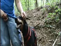 Finger Dogs Ass Part 2 Gay Beast Com - Bestiality Porn Tube