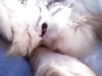 Finger Husky Outdoor Gay Beast Com - Beastiality Porn Tube