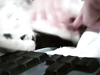 Finger Wet Pussy Gaybeast.Com - Bestiality Porn