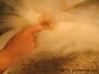 Fingering And Fucking A Female Malamute Gaybeast Rip - Beastiality Sex Porn Tube
