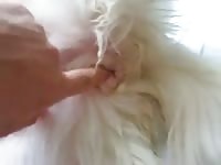 Fingering And Fucking Female Dog Gaybeast Rip - Beastiality Porn Tube