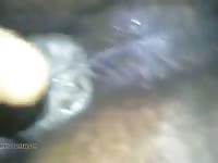Fingers And Stallon Gaybeast.Com - Bestiality Porn Tube