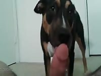 First Licking Part 1 Gay Beast Com - Animal Sex