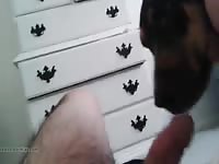 First Licking Part 2 Gaybeast Rip - Bestiality Sex Video