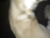 First Mut Fuck Gaybeast - Beastiality XXX Sex Tube