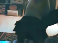 First Time Dog For Hot Wife