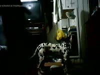 First Video Gaybeast.Com - Animal Sex Porn