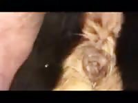Fisting And Fuck Gaybeast - Bestiality Porn Movie