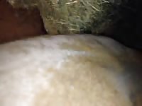 Fisting Ass Fingering Ass Gay Beast Com - Beastiality XXX Sex Video