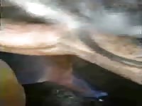 Fisting Both Holes Same Time Mare Gaybeast.Com - Animal Sex Tube