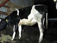 Fisting Cow Gaybeast - Bestiality Porn Movie