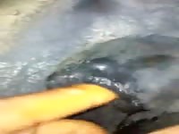 Fisting Horse Ass Messy Gaybeast.Com - Beastiality Porn