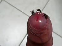 Flies Gay Beast Com - Animal Sex Tube