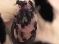 Flies On Cock 1 Gaybeast Rip - Animal Sex(2)