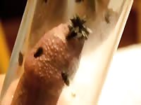 Flies On Dick Gaybeast - Beastiality Porn Tube