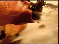 Flies Under The Foreskin 3 Gay Beast Com - Animal Porn Video