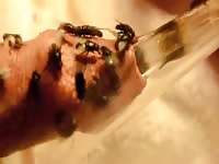 Flies Under The Foreskin Gaybeast.Com - Beastiality Porn