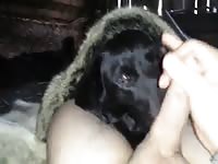 Foxy Lab Gay Beast Com - Beastiality Sex Movie
