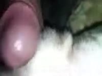 Friend An Female Dane Gaybeast Rip - Animal Sex Porn(2)