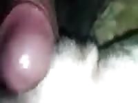 Friend An Female Dane Gay Beast Com - Beastiality Sex Movie
