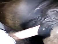 Fuck A Tight Mare Pussy Gay Beast Com - Bestiality Porn Tube