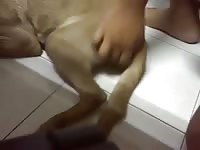 Fuck Dog 4 Gaybeast.Com - Animal Sex Porn Tube