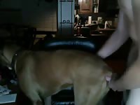 Fuck Female Dog Gaybeast.Com - Bestiality Porn Tube