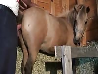 Fuck Horse Creampi Part 2 Gaybeast - Bestiality Porn Video